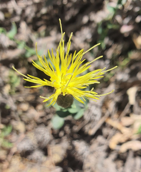 Via inaturalist. Licensed under Attribution-NonCommercial 4.0.International.