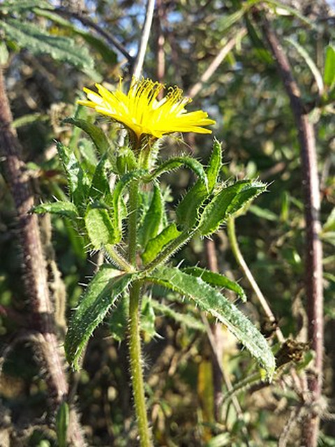 Helminthotheca echioides (L) Holub
