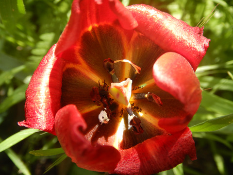 Tulipa agenensis Redouté