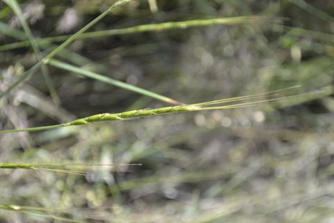Via inaturalist. Licensed under Attribution-NonCommercial 4.0.International.
