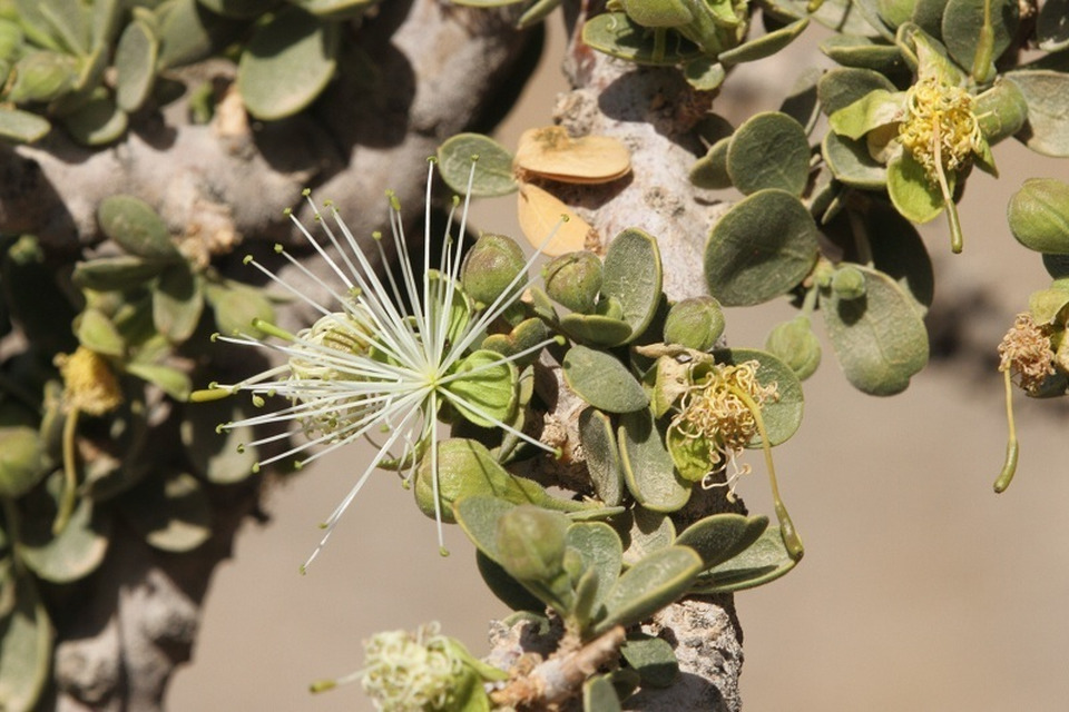 Via inaturalist. Licensed under Attribution-NonCommercial 4.0.International.
