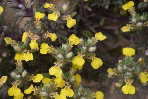 Ajuga chamaepitys (L.) Schreb