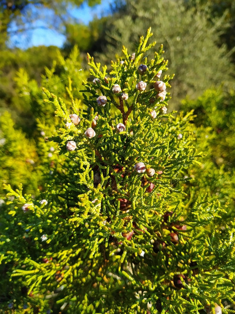Via inaturalist. Licensed under Attribution-NonCommercial 4.0.International.