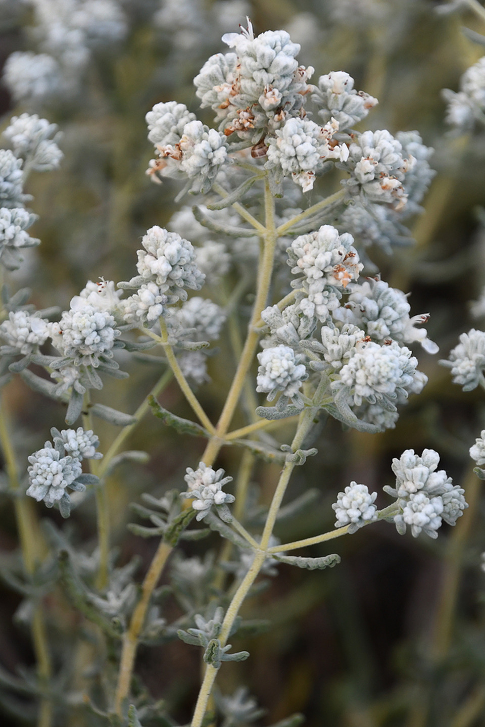 Via inaturalist. Licensed under Attribution-NonCommercial 4.0.International.