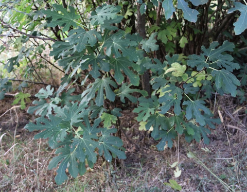 Via inaturalist. Licensed under Attribution-NonCommercial 4.0.International.