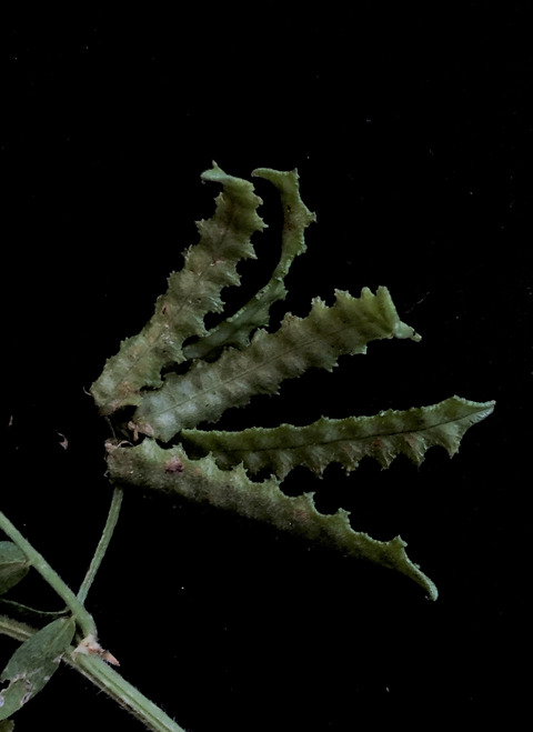 Seed Pods, April. This photo is available under the Creative Commons CC-BY-NC 4.0.