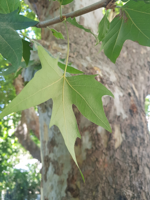 Leaves, June. This photo is available under the Creative Commons CC-BY-NC 4.0.