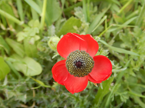 Ranunculus asiaticus L.