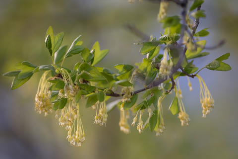 Via inaturalist. Licensed under Attribution-NonCommercial 4.0.International.