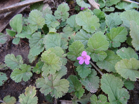 Via inaturalist. Licensed under Attribution-NonCommercial 4.0.International.