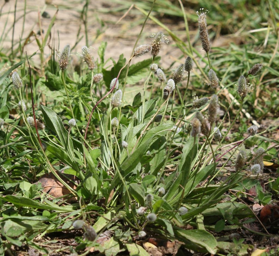 Via inaturalist. Licensed under Attribution-NonCommercial 4.0.International.