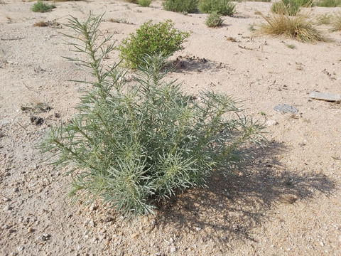 Via inaturalist. Licensed under Attribution-NonCommercial 4.0.International.