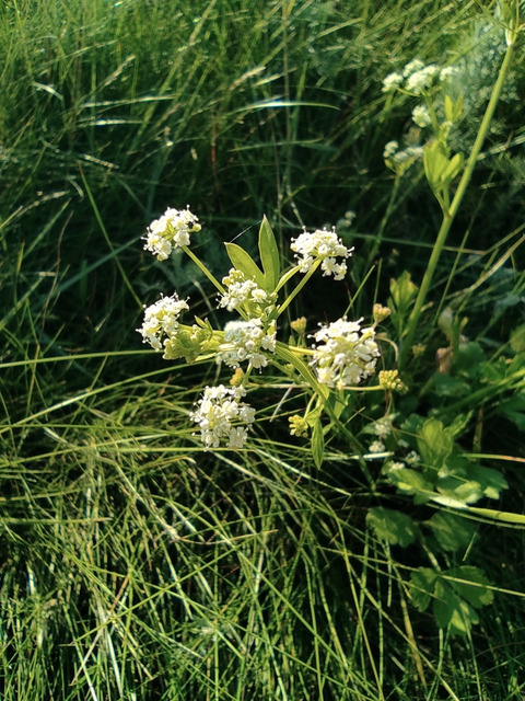 Apium graveolens L.