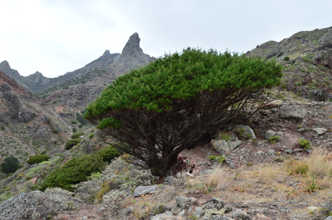 Via inaturalist. Licensed under Attribution-NonCommercial 4.0.International.