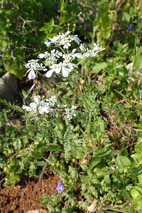 Wikidata