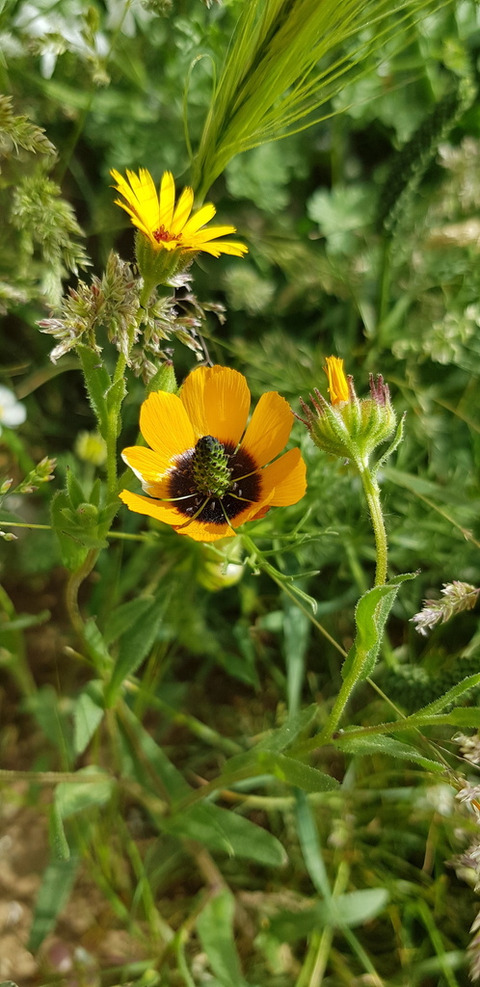 Via inaturalist. Licensed under Attribution-NonCommercial 4.0.International.