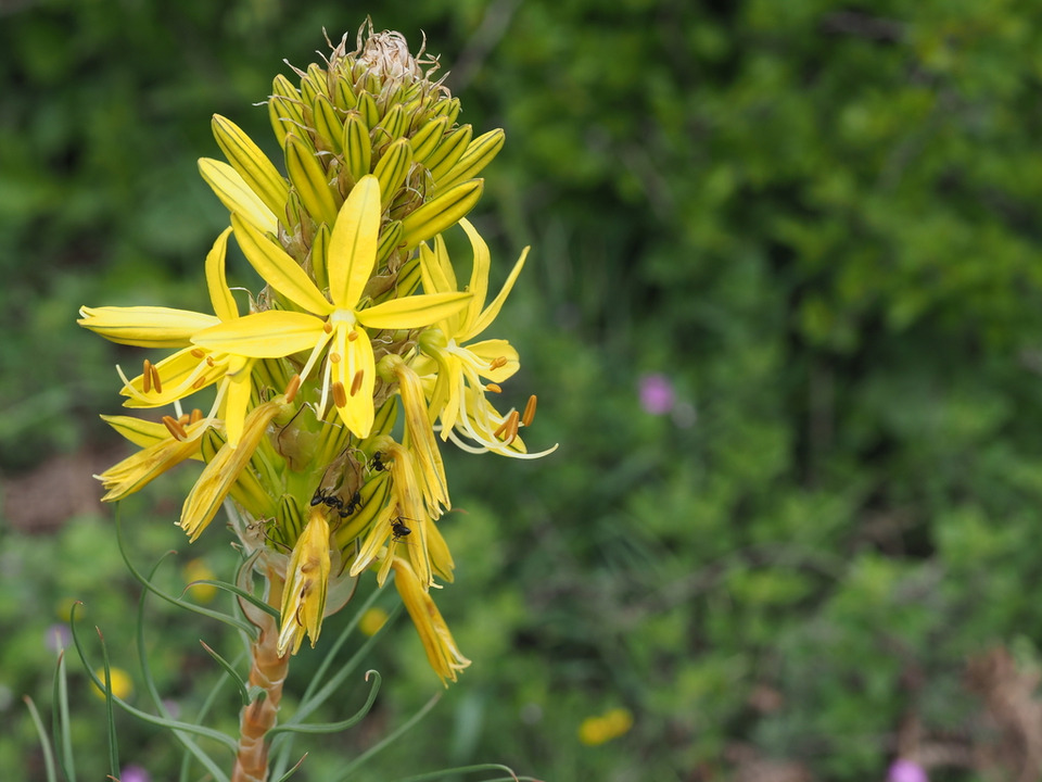 Via inaturalist. Licensed under Attribution-NonCommercial 4.0.International.