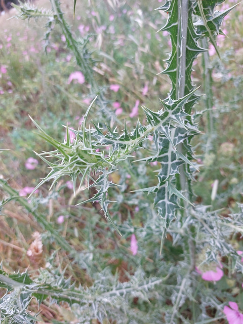 Via inaturalist. Licensed under Attribution-NonCommercial 4.0.International.