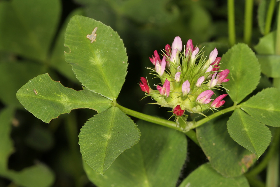 Via inaturalist. Licensed under Attribution-NonCommercial 4.0.International.