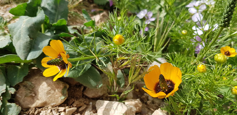 Via inaturalist. Licensed under Attribution-NonCommercial 4.0.International.