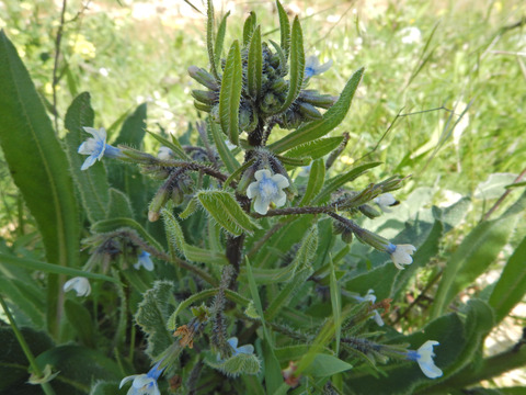 Anchusa strigosa Banks & Sol.