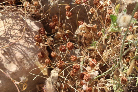 Seeds. This photo is available under the Creative Commons CC-BY-NC 4.0.