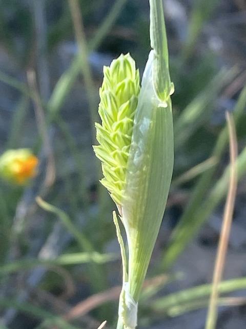 Via inaturalist. Licensed under Attribution-NonCommercial 4.0.International.