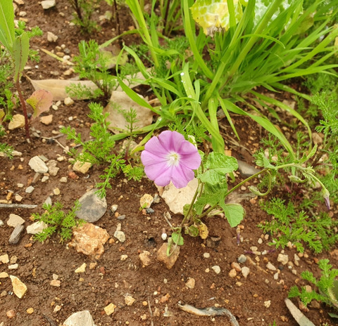 Via inaturalist. Licensed under Attribution-NonCommercial 4.0.International.