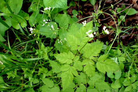 Via inaturalist. Licensed under Attribution-NonCommercial 4.0.International.
