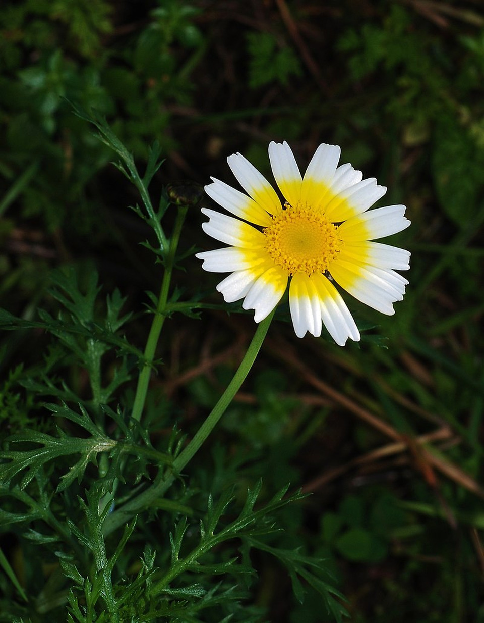 Wikidata
