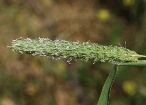 Via inaturalist. Licensed under Attribution-NonCommercial 4.0.International.