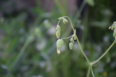 Flower buds, April. This photo is available under the Creative Commons CC-BY-NC 4.0.