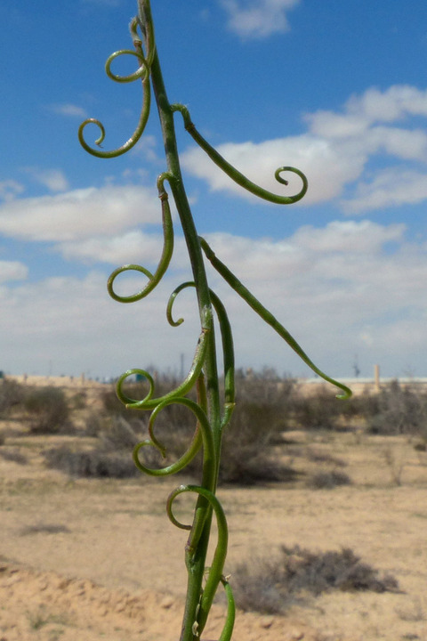 Via inaturalist. Licensed under Attribution-NonCommercial 4.0.International.