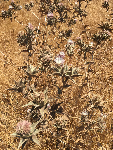 Via inaturalist. Licensed under Attribution-NonCommercial 4.0.International.