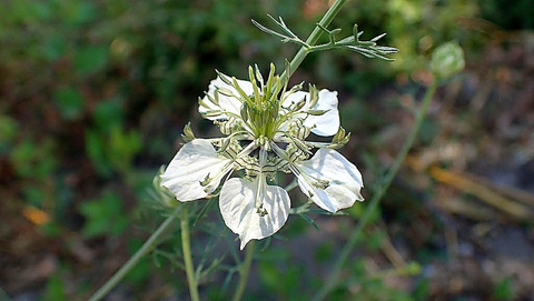 Via inaturalist. Licensed under Attribution-NonCommercial 4.0.International.