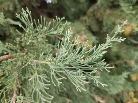 Via inaturalist. Licensed under Attribution-NonCommercial 4.0.International.