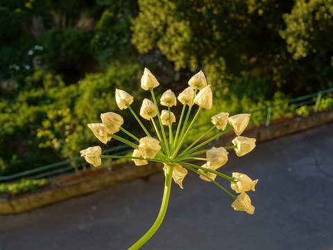 Via inaturalist. Licensed under Attribution-NonCommercial 4.0.International.