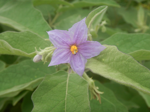 Via inaturalist. Licensed under Attribution-NonCommercial 4.0.International.