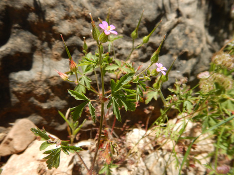 Geranium robertianum L.