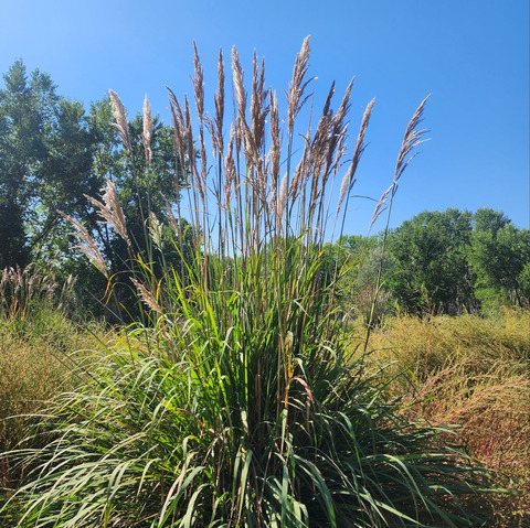 Saccharum ravennae (L.) L.