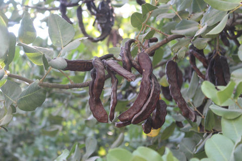 Ceratonia siliqua L.