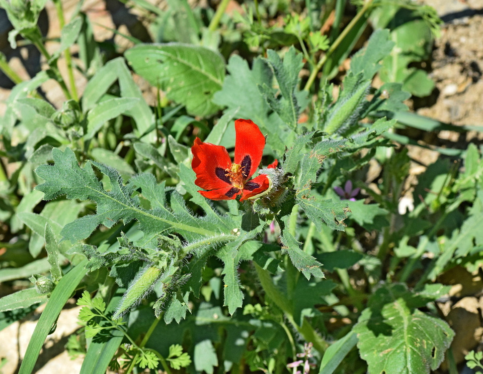 Via inaturalist. Licensed under Attribution-NonCommercial 4.0.International.