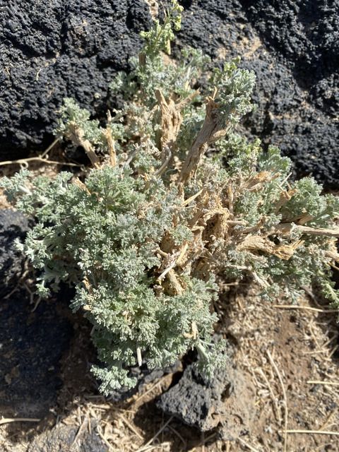 Via inaturalist. Licensed under Attribution-NonCommercial 4.0.International.