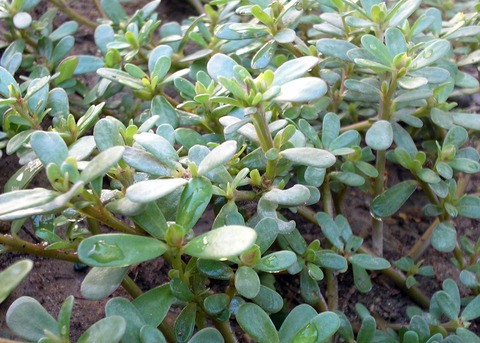 Portulaca oleracea  L.