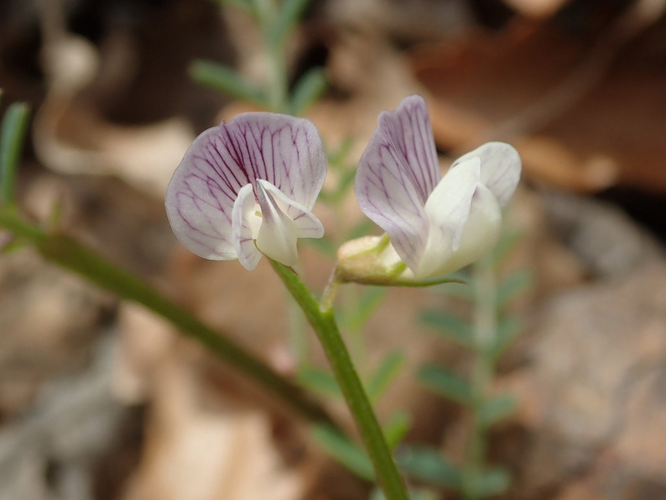 Via inaturalist. Licensed under Attribution-NonCommercial 4.0.International.