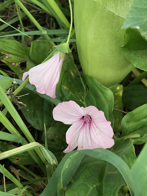 Via inaturalist. Licensed under Attribution-NonCommercial 4.0.International.