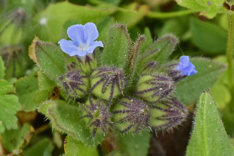 Via inaturalist. Licensed under Attribution-NonCommercial 4.0.International.
