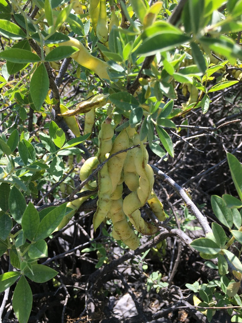 Anagyris foetida L.