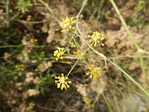 Foeniculum vulgare Mill.