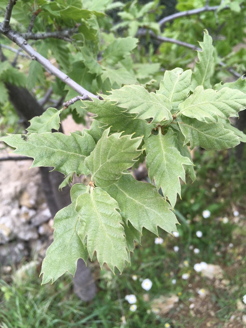 Via inaturalist. Licensed under Attribution-NonCommercial 4.0.International.